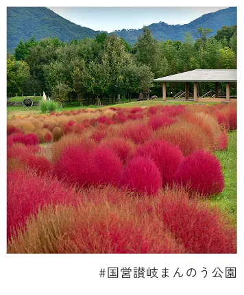 #国営讃岐まんのう公園